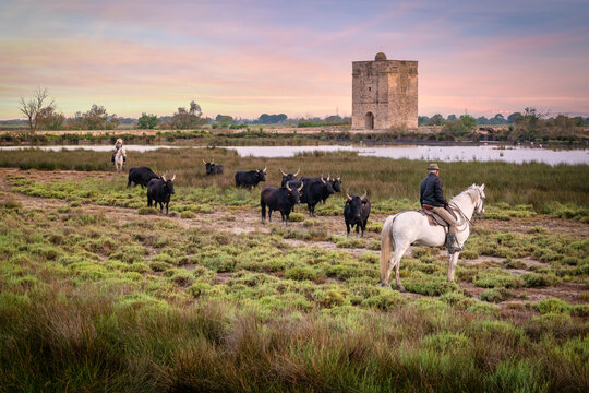 Landscape with bulls and guardians in Camargue