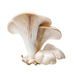 Fototapeta na wymiar mushrooms isolated on white created with Generative AI