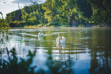 A pair of white swans floats down the river in the forest at sunset