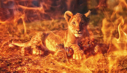 Fototapeta lion cub cuddling in nature and plaing with toy. Fire effect. obraz