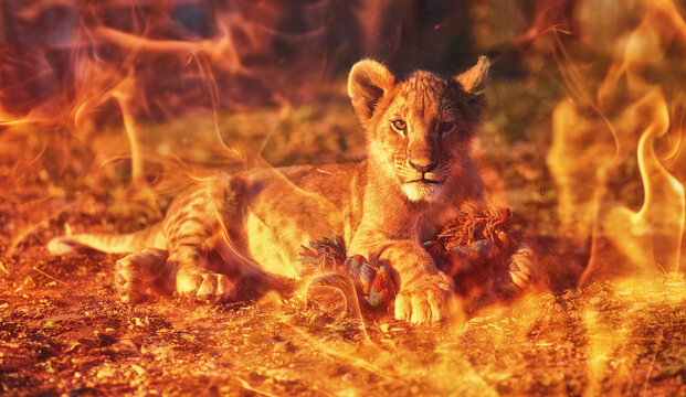 lion cub cuddling in nature and plaing with toy. Fire effect.