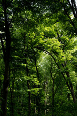 Green beech tree branches in the forest. Beautiful natural summer spring background