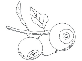 Linart illustration of berries, hand-drawn digital ink. Isolates, single element.