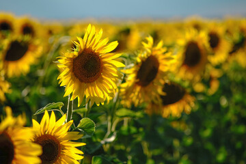Fototapeta premium Evening field of sunflowers at sunset. Sunflowers with beautiful light under rain clouds.