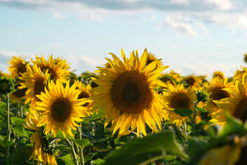 Fototapeta premium Evening field of sunflowers at sunset. Sunflowers with beautiful light under rain clouds.