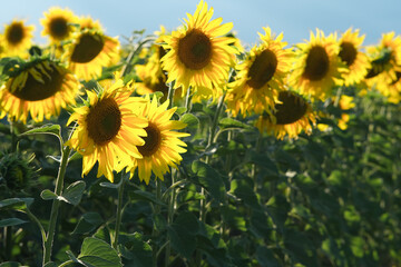 Fototapeta premium Evening field of sunflowers at sunset. Sunflowers with beautiful light under rain clouds.
