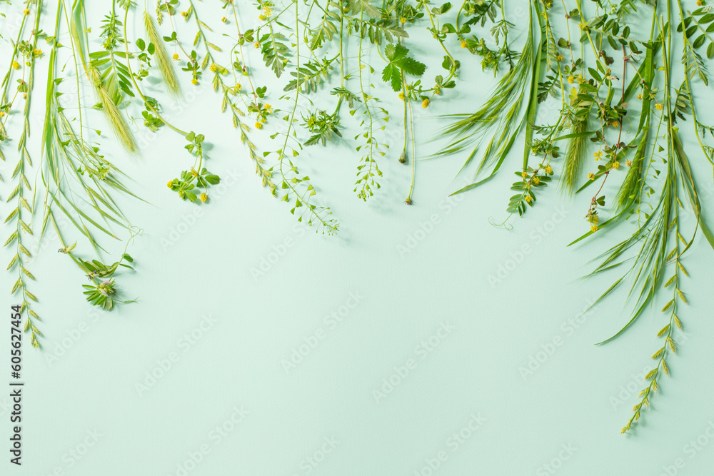 Wall mural wild plants on green paper background