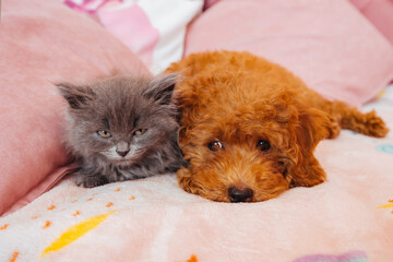 Pets a small red-colored toy poodle puppy and a gray kitten lie together on the bed. Friendship of a cat and a dog