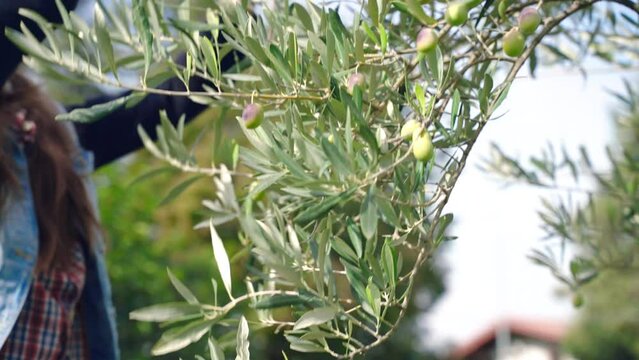 Process of picking ripe green and black olives from the tree branches, female farmer shaking branches with plastic rake and throwing down olives into the net under the tree. Ripe seasonal olives