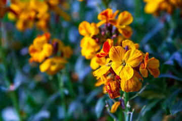Amazing colored spring flowers of Erysimum cheiri (Cheiranthus) also known as the Wallflower