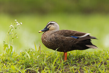 田畑のあぜ道に咲く白く小さい花とカルガモ