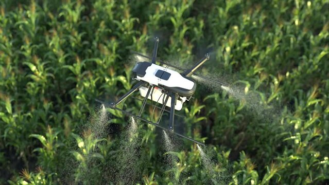 Drone spraying fertilizer on corn fields, farm automation technology