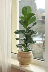 Beautiful ficus plant in pot on windowsill indoors. House decor