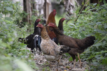 home-brewed chicken farm in Indonesia