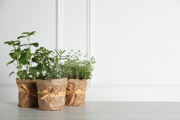 Different aromatic potted herbs on floor near white wall. Space for text