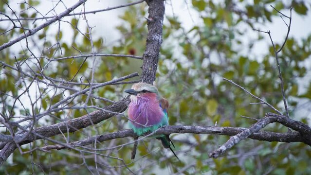 Lilac-breasted roller sitting perched on tree twig blown by wind.