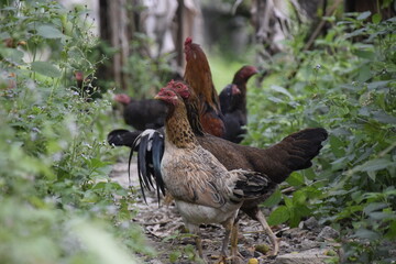 home-brewed chicken farm in Indonesia