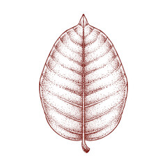 Autumn Leaf Hand Drawn