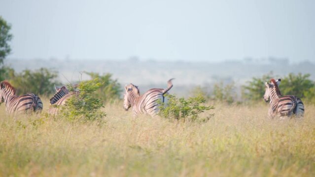 Herd of plains zebras prancing and galloping in grassy African savanna.