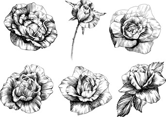 Rose flowers sketch isolate on white set. Hand drawn set collection.