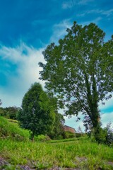 Vertical shot of green trees in Spanish countryside under blue cloudy sky