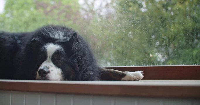 Wide shot of a cute Australian shepherd lying at the window on a rainy day. Rack focus to the background revealing a garden.