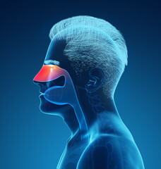 X-ray picture of man showing respiratory system with nasal cavity on blue background, illustration - obrazy, fototapety, plakaty