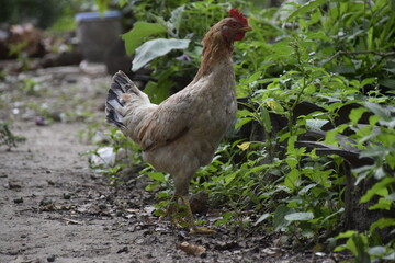 home-brewed chicken farm in Indonesia