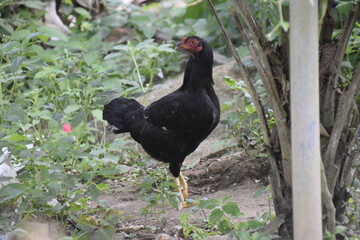 home-brewed chicken farm in Indonesia