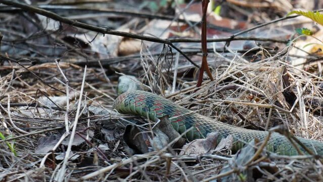 Rhabdophis tigrinus tiger keelback or kkotbaem yamakagashi snake moving crawling in dry grass in spring, South Korea
