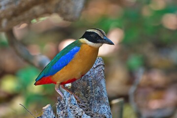 blue winged and hooded pitta birds