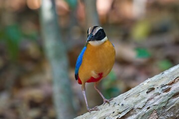 blue winged and hooded pitta birds