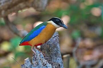 blue winged and hooded pitta birds
