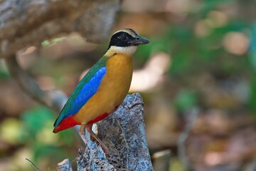 blue winged and hooded pitta birds