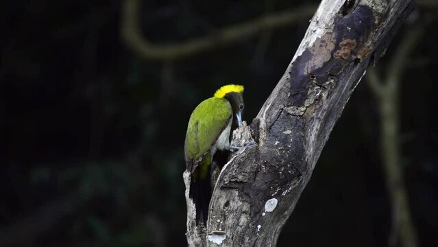 Closeup of a greater yellownape (Chrysophlegma flavinucha) perched on a tree branch