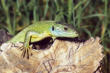 specimen of western green lizard