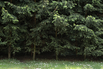 Forest with conifer trees and grass with flowers, aesthetic minimalist lifestyle nature scenic landscape background, pale green wood