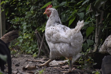 home-brewed chicken farm in Indonesia