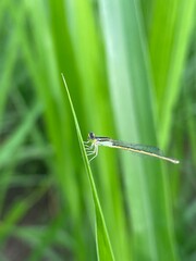 dragonfly on grass