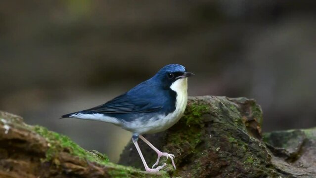 Closeup of a beautiful Siberian blue robin (Luscinia cyane) in the forest on blurred background