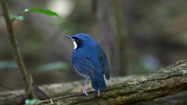 Closeup of a beautiful Siberian blue robin (Luscinia cyane) in the forest on blurred background