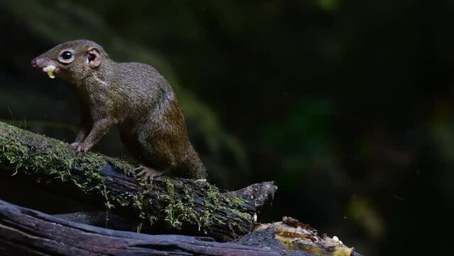 Common treeshrew (Scandentia) eating a fruit on the mossy tree branch on blurred background