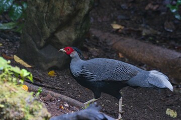 cute and beautiful rainforest birds of Thailand