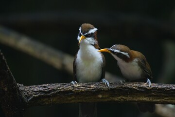 cute and beautiful rainforest birds of Thailand