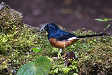 cute and beautiful rainforest birds of Thailand