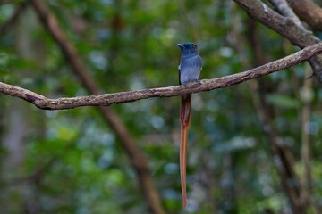 a blue bird is sitting on a tree limb in the woods