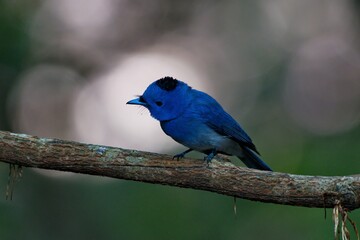 a blue bird sitting on top of a tree branch in the forest
