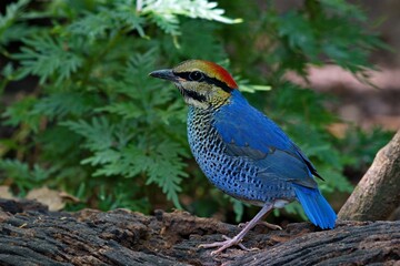 the bird is standing on a branch in the woods among some trees