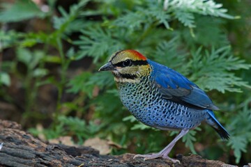 a bird is standing on a stump next to plants and leaves