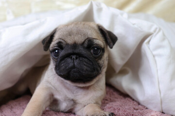 Cute pug, a pug breed dog lies in a blanket on a white bed in the bedroom.
